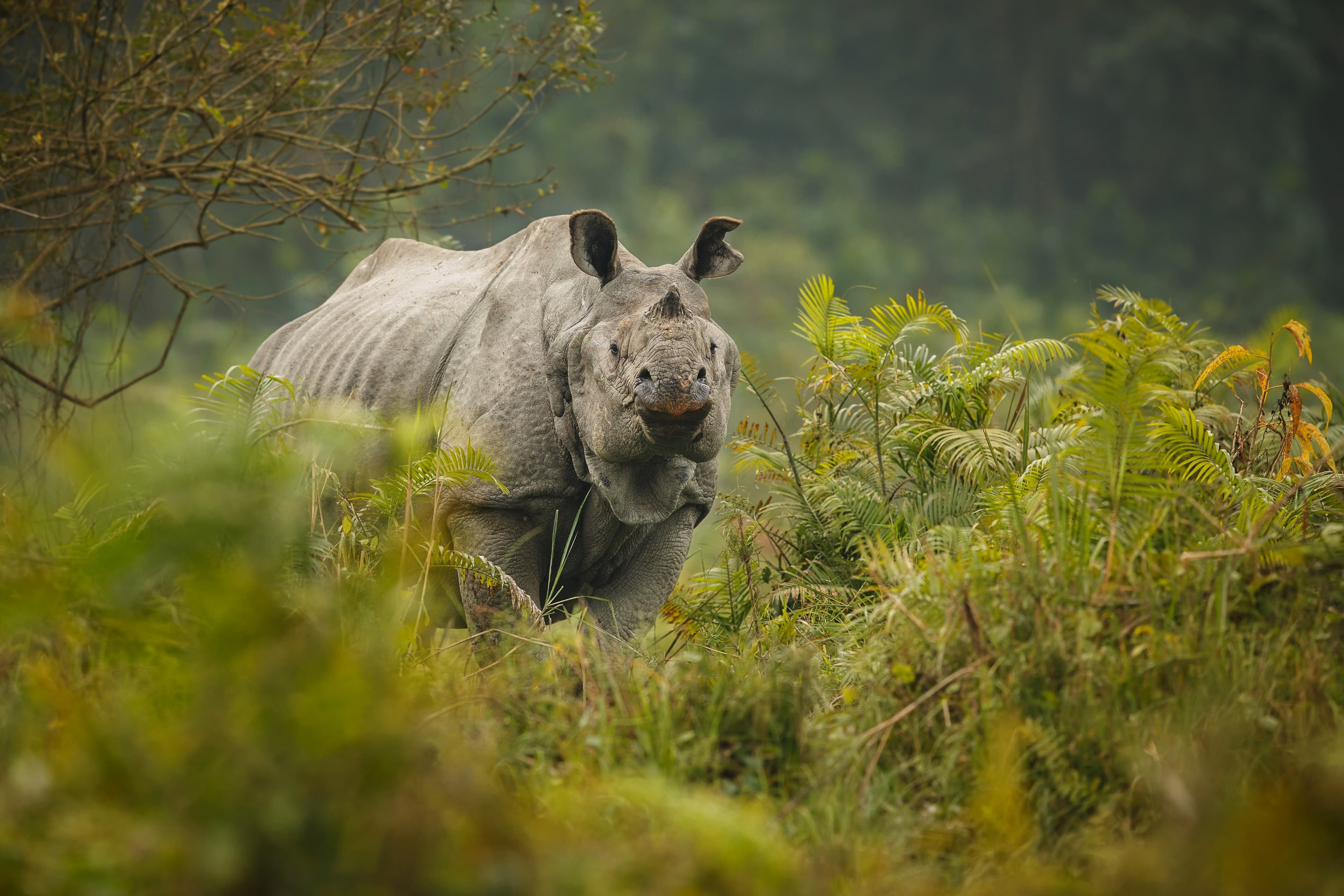Rhino
