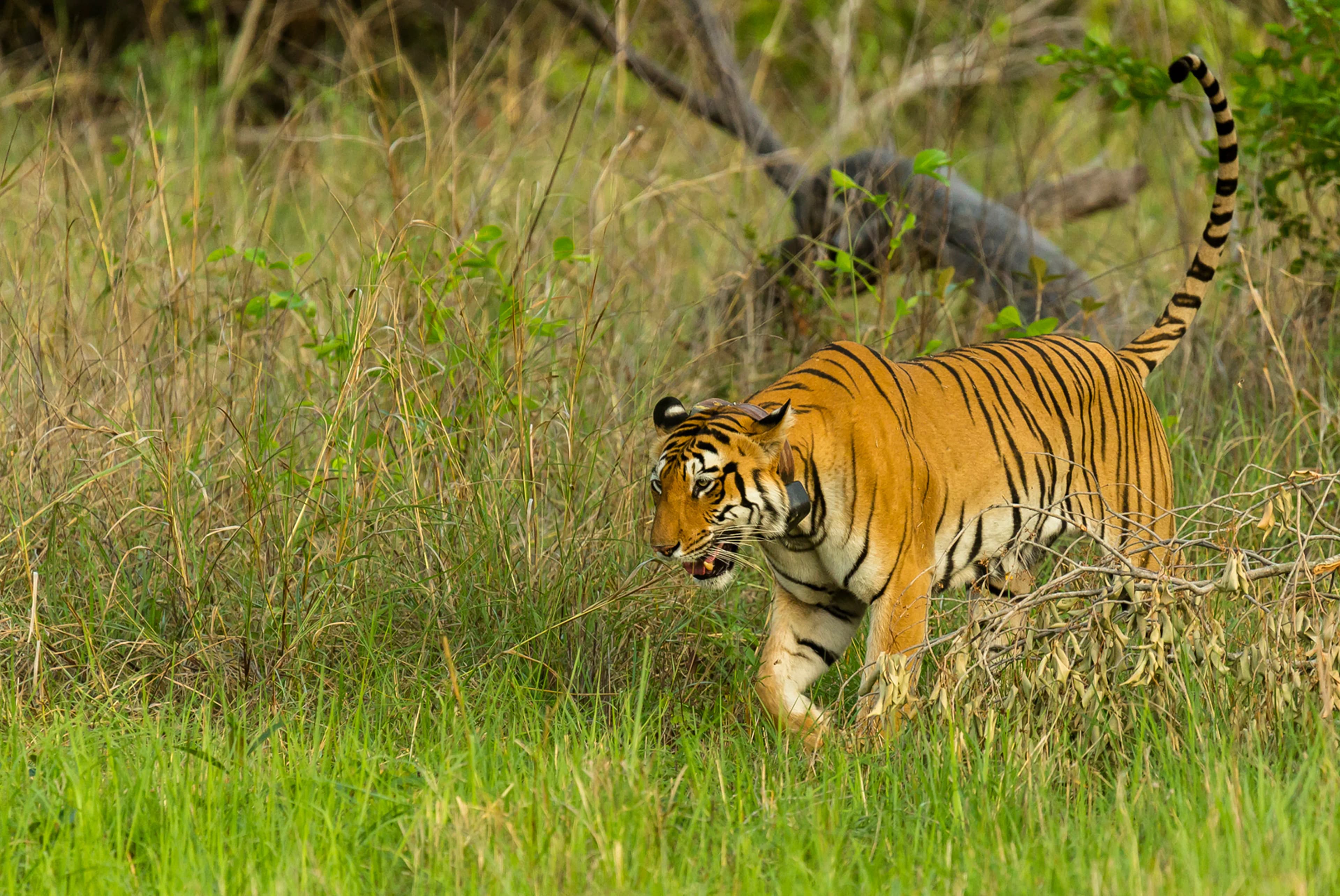Wildlife