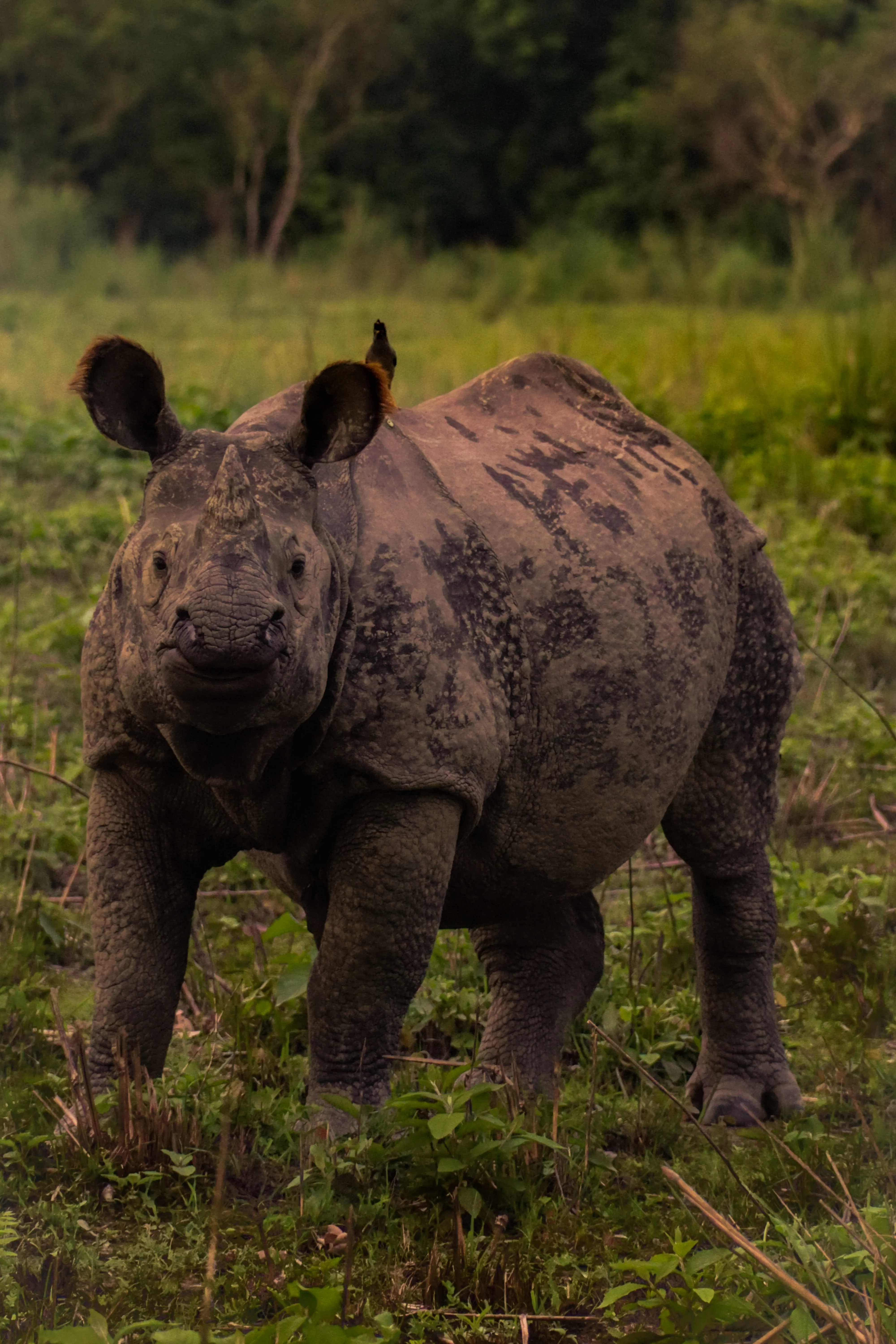 Wildlife