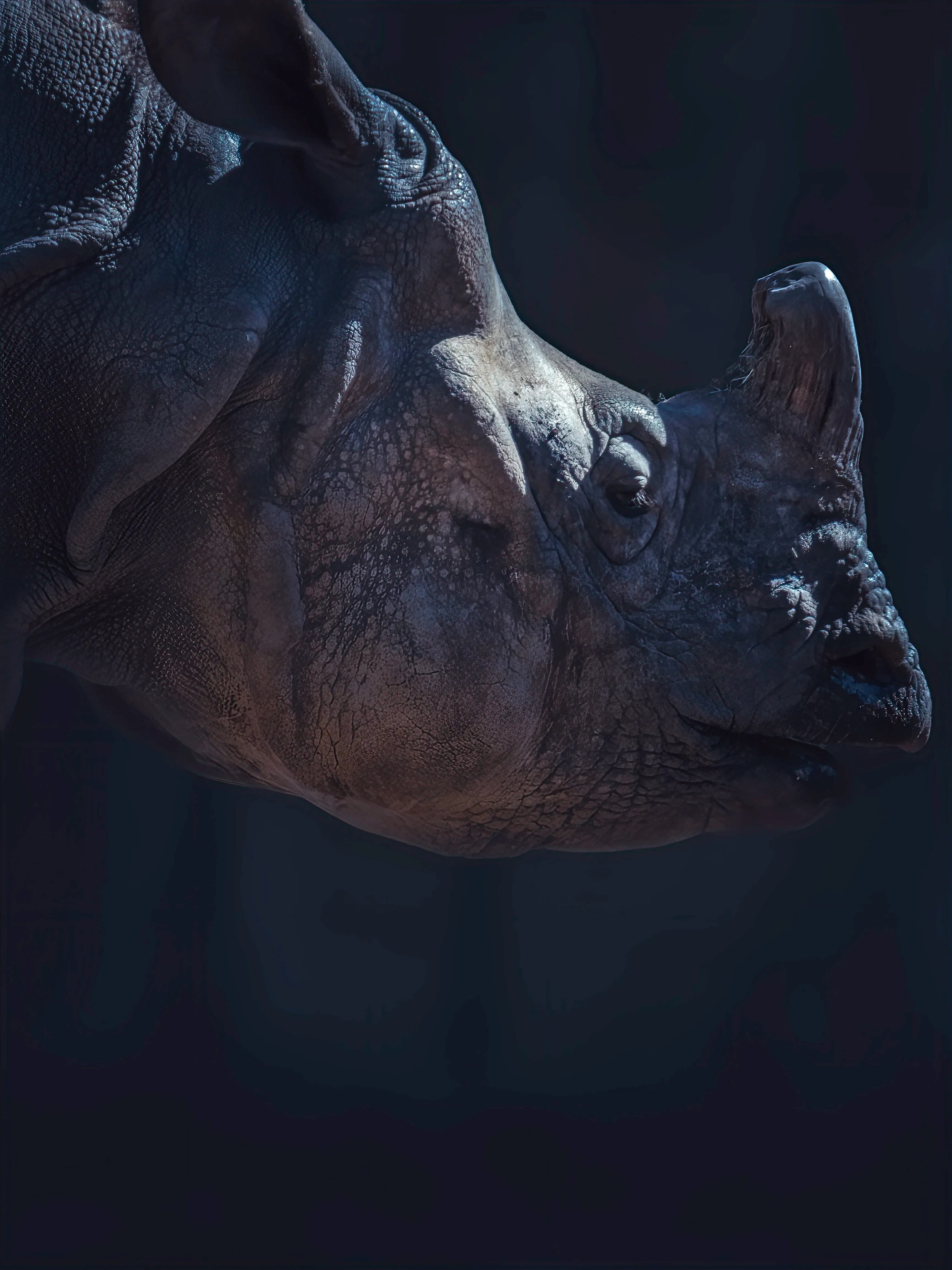 One Horned Rhino