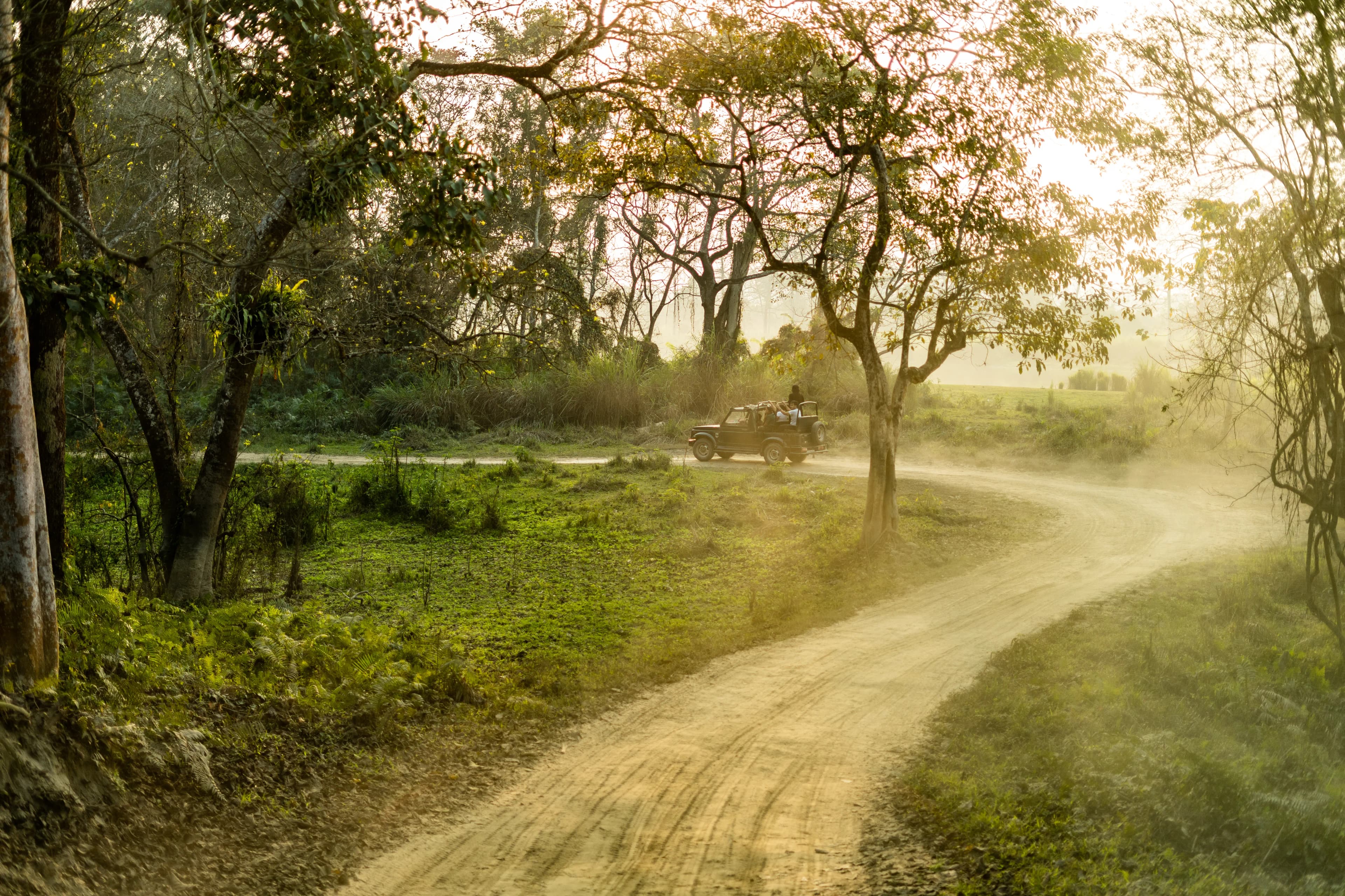 Misty Kaziranga Forest