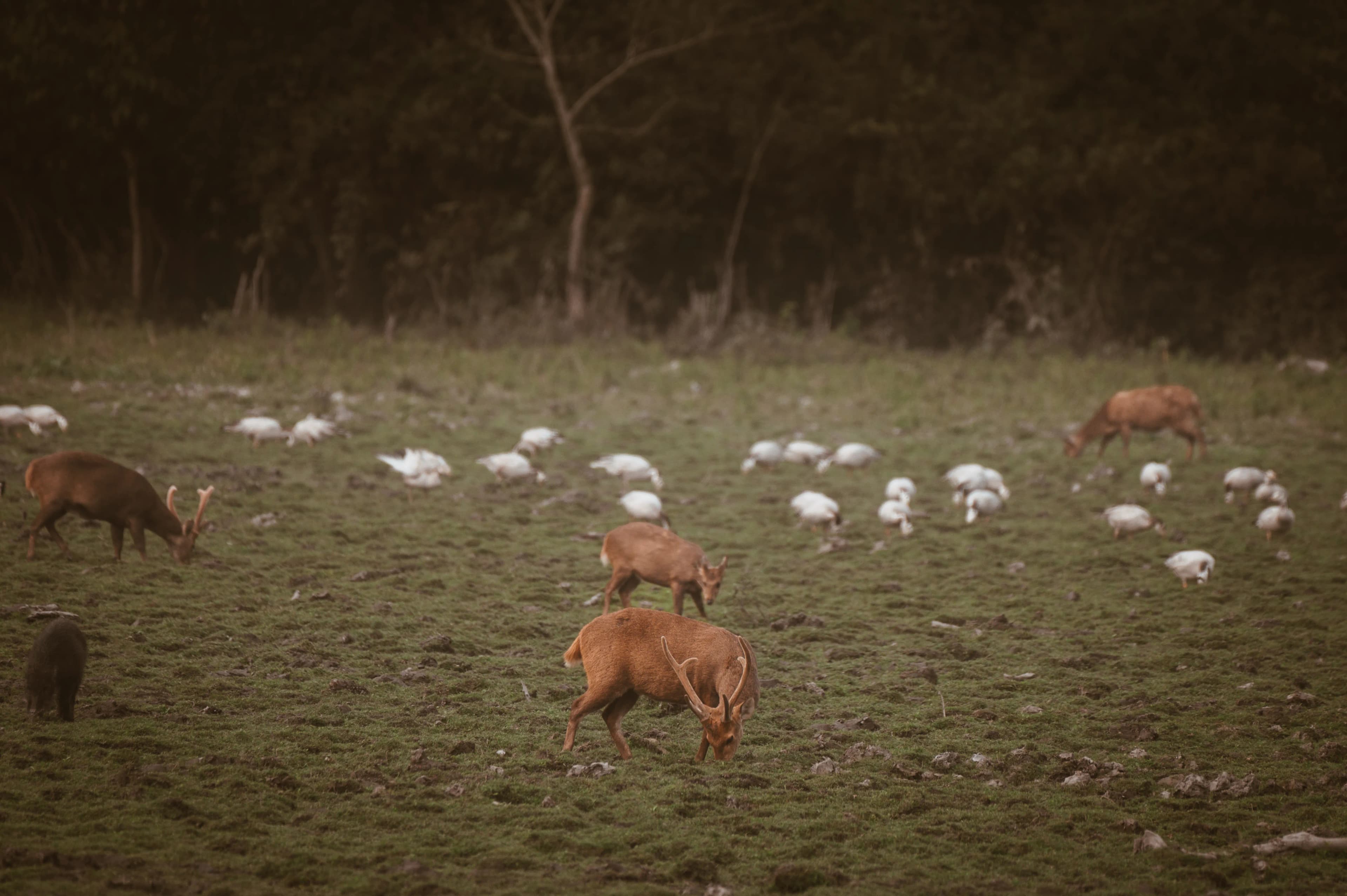 Wildlife
