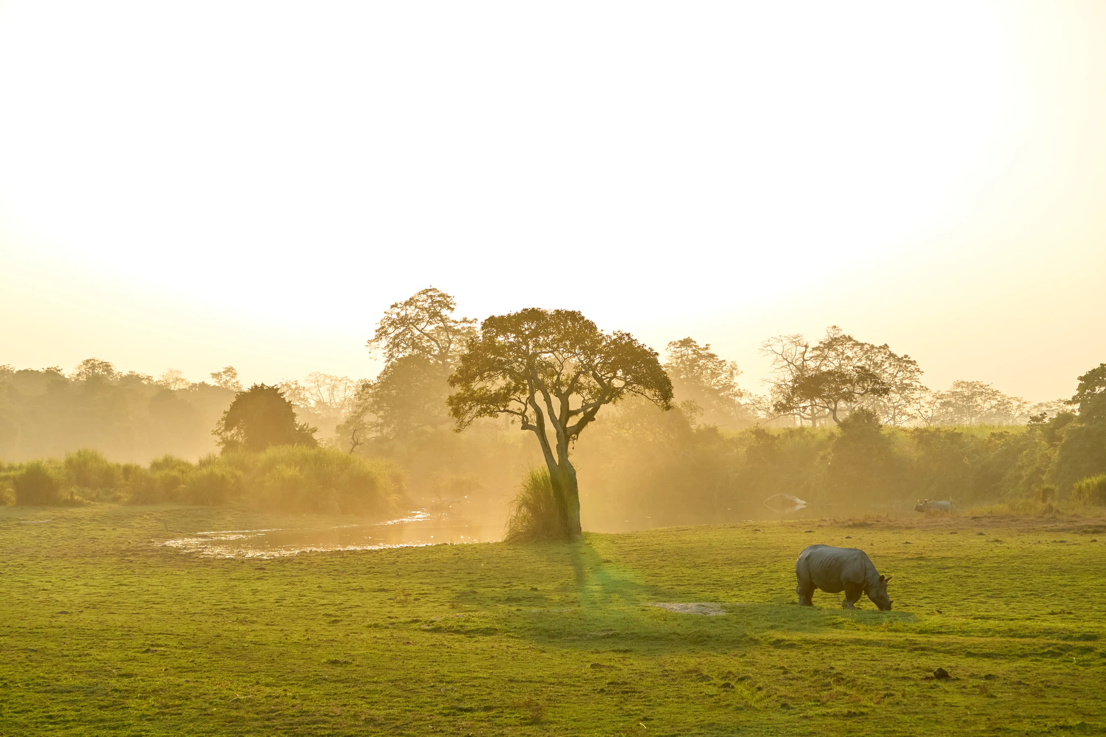 Wildlife