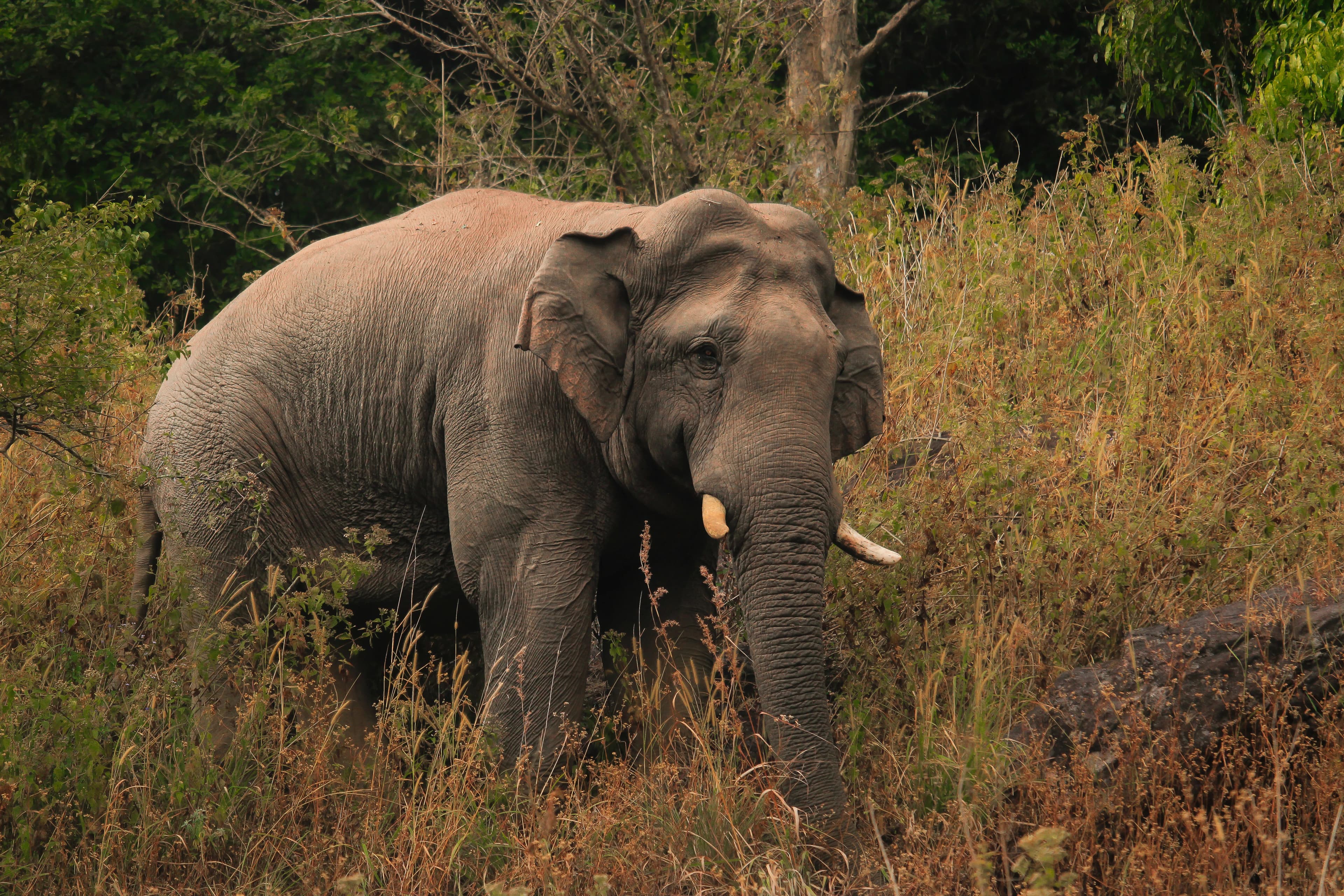 Wildlife